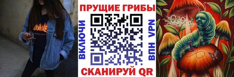 Галлюциногенные грибы Psilocybe Мещовск
